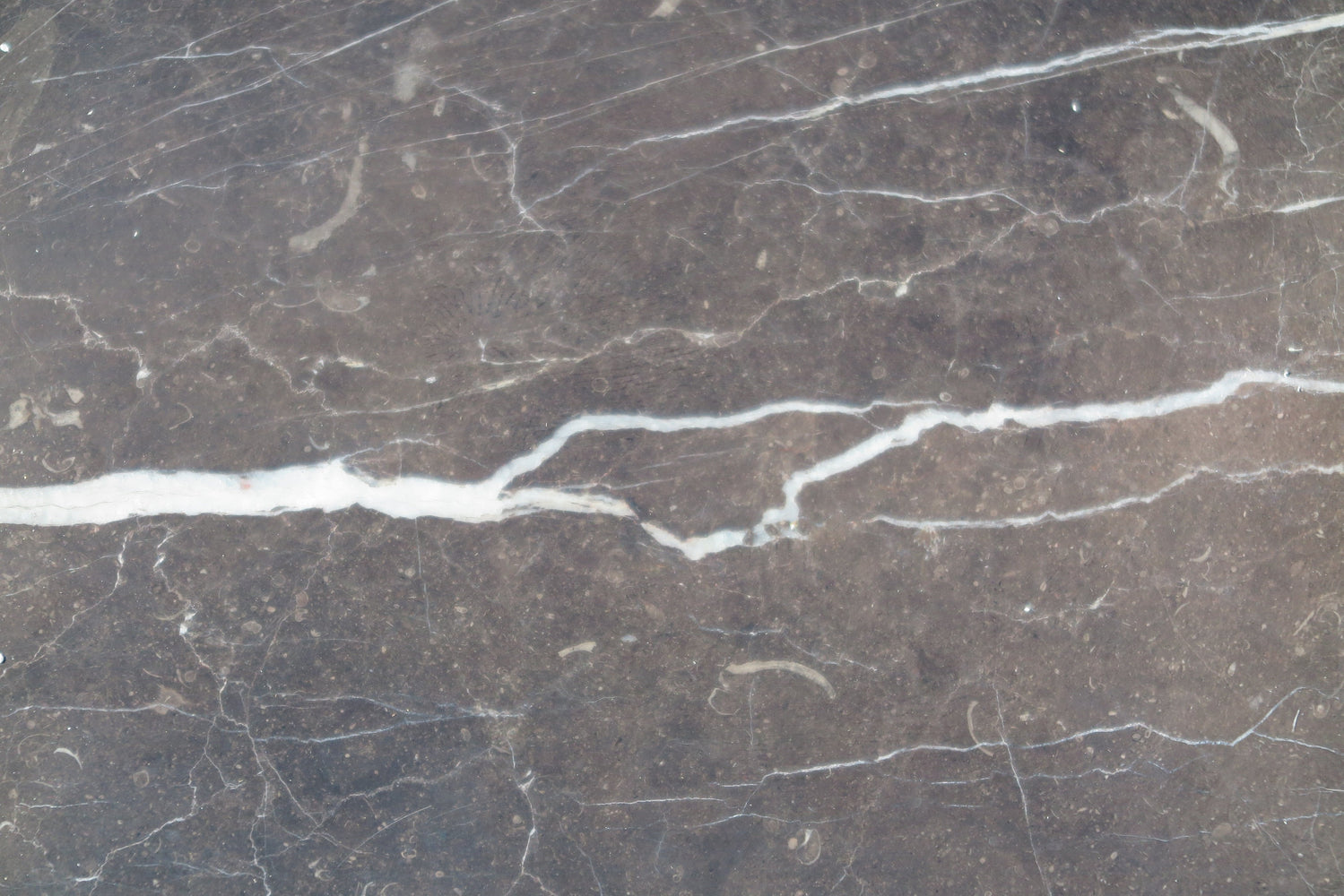 Full Tile Sample - New Saint Laurent Marble Tile - 18" x 18" x 1/2" Polished