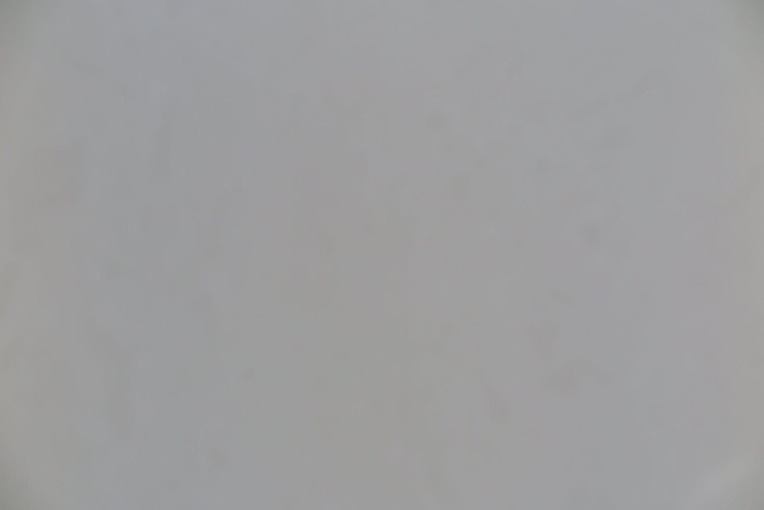 Full Tile Sample - Tuscan White Limestone Tile - 24" x 24" x 5/8" Polished