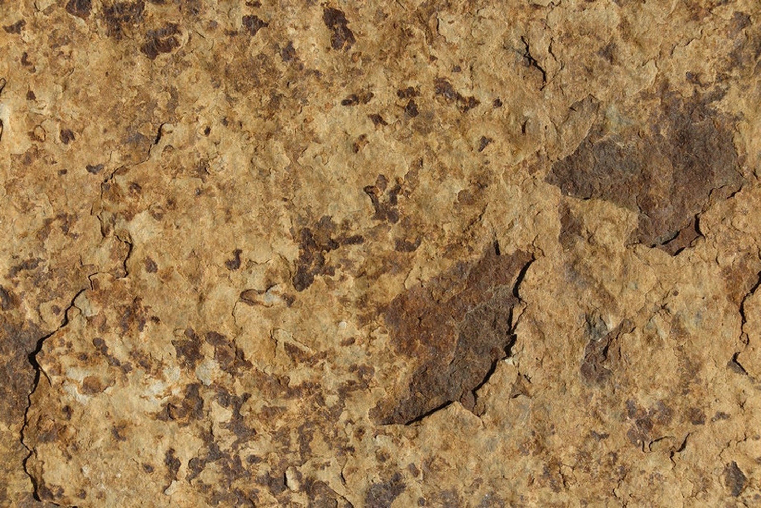 Carioca Gold Slate Tile - 12" x 24" x 5/8" Natural Cleft Face, Gauged Back